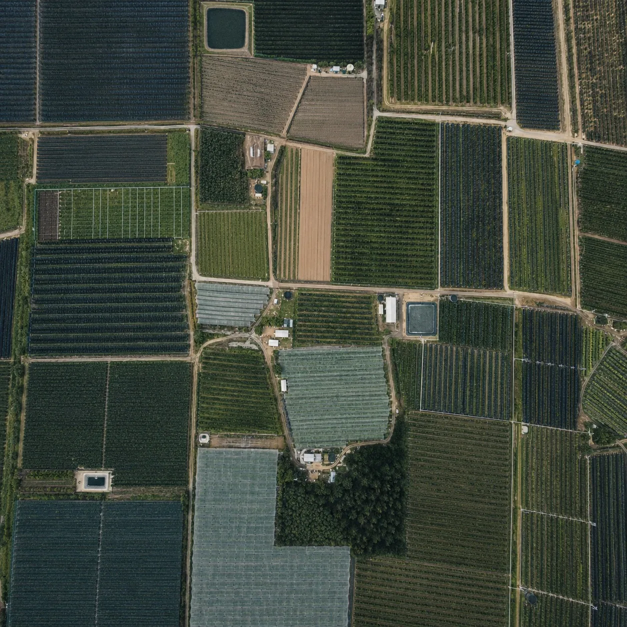 Vista cenital de una finca como mosaico de lotes con distintos tonos de verde, etapas de cultivo y direcciones de hilera.