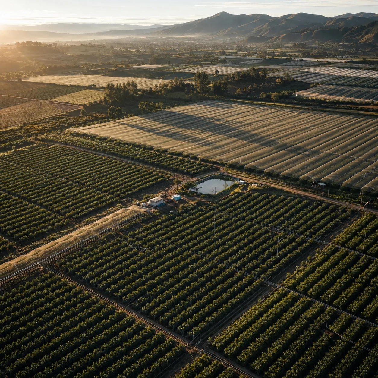 Vista aérea de una finca de arándanos en cultivo intensivo al amanecer, con hileras y bloques de cultivo bien definidos.